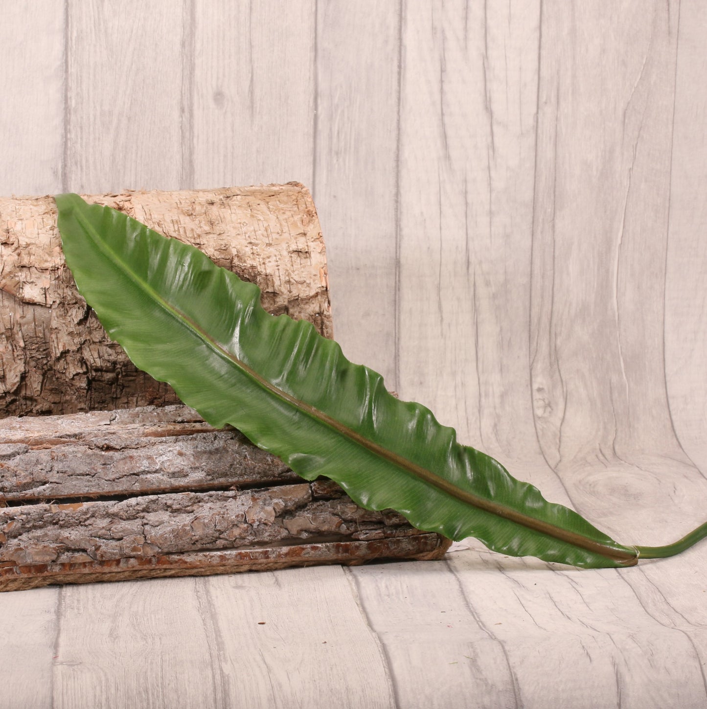 Asplenium Leaf 90cm