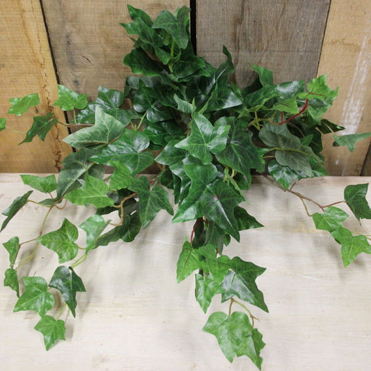 17 Inch English Ivy Bush