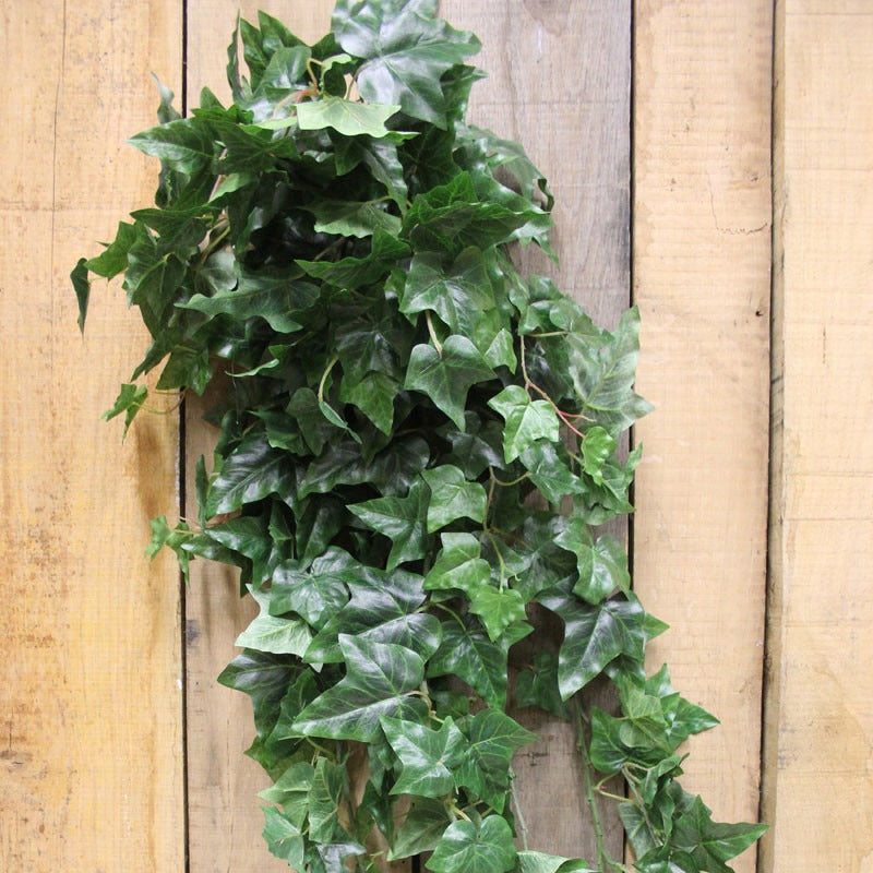 54 Inch English Ivy Hanging Bush