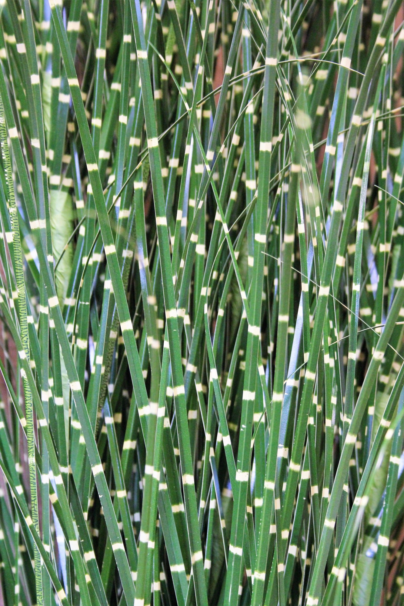 PVC Grass with detail 155cm