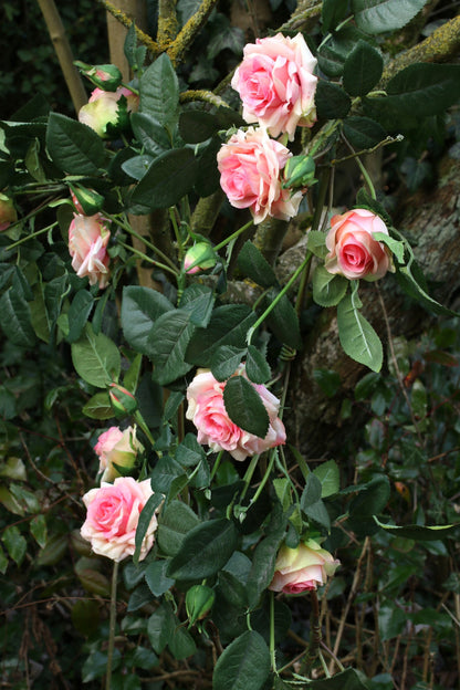 Luxury Pink Rose Garland 1.8m