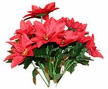 Red Poinsettia Bush (x12)