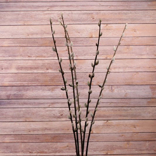 102cm Coated Pussy Willow