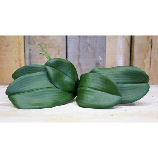 Phalaenopsis Leaves